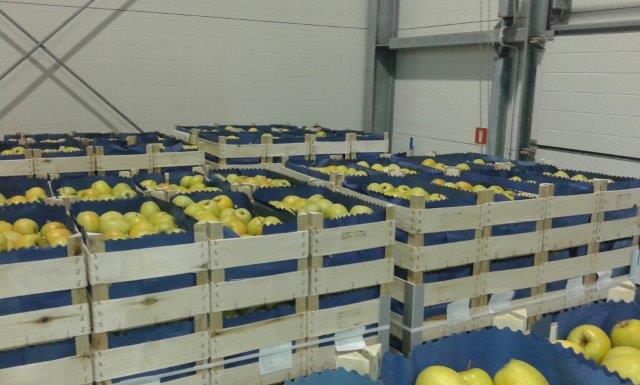 بريما 2000 لتصدير التفاح والكمثرى والخوخ والفواكه والخضروات 14