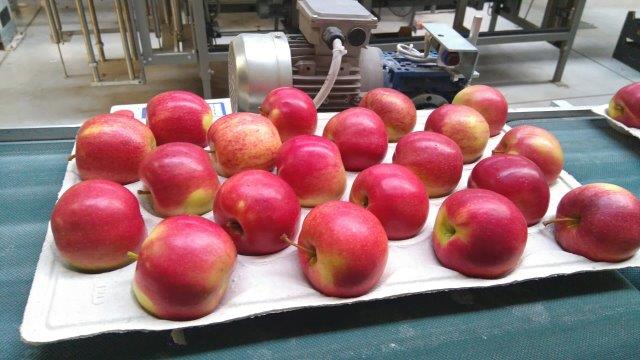 بريما 2000 لتصدير التفاح والكمثرى والخوخ والفواكه والخضروات 06