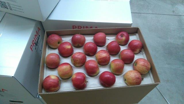 بريما 2000 لتصدير التفاح والكمثرى والخوخ والفواكه والخضروات 07