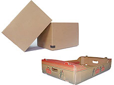 بريما 2000 لتصدير التفاح والكمثرى والخوخ والفواكه والخضروات 15